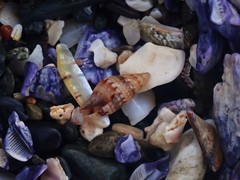 Pseudamycla dermestoidea