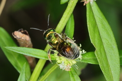 Augochloropsis