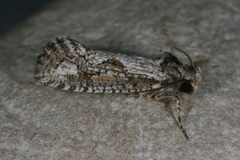 Acrolophus variabilis