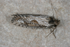 Acrolophus variabilis