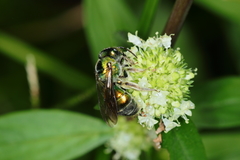 Augochloropsis