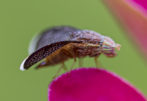 Eutreta novaeboracensis photo 4