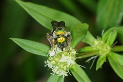 Augochloropsis