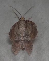 Macaria multilineata