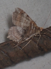Macaria multilineata