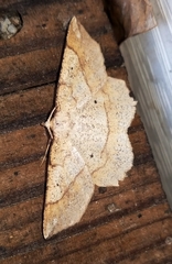 Euchlaena deplanaria