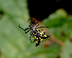 Micrathena decorata