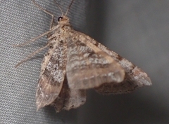 Macaria multilineata