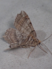 Macaria multilineata