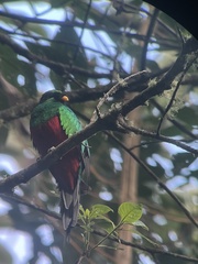 Pharomachrus fulgidus