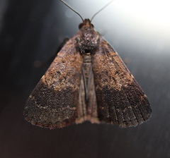 Hydrillodes metisalis