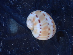 Naticarius alapapilionis