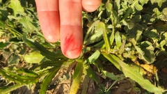 Plagiobothrys arizonicus