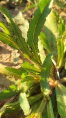 Plagiobothrys arizonicus