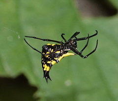 Micrathena decorata