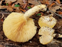 Pleurotus levis
