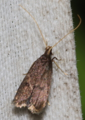 Lecithocera micromela