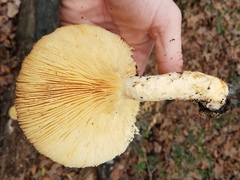 Pleurotus levis