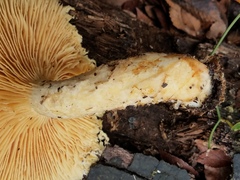Pleurotus levis