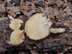 Pleurotus levis