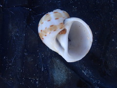 Naticarius alapapilionis