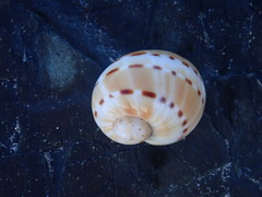 Naticarius alapapilionis