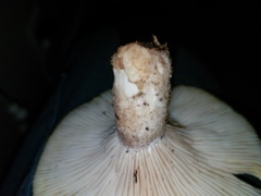 Pleurotus levis