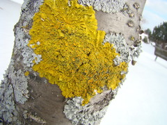 Xanthoria parietina