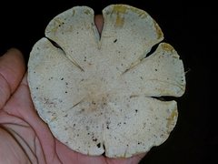 Pleurotus levis