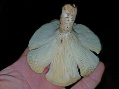 Pleurotus levis