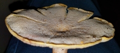 Pleurotus levis