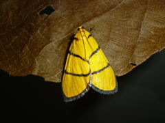 Chrysauge catenulata