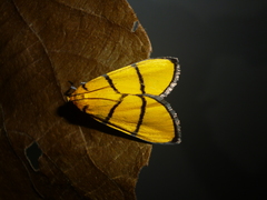 Chrysauge catenulata