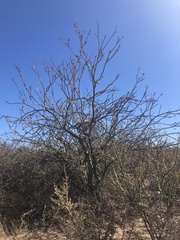 Fouquieria macdougalii