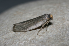 Achroia grisella
