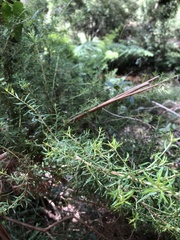 Ricinocarpos pinifolius