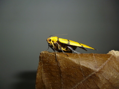 Chrysauge catenulata