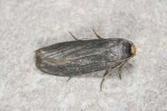 Achroia grisella