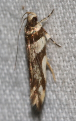 Macrobathra desmotoma