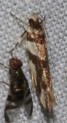 Macrobathra desmotoma