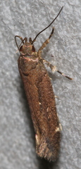 Macrobathra isoscelana