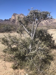 Forchhammeria watsonii