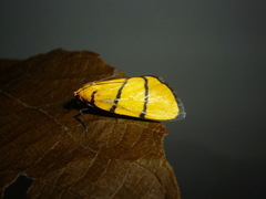 Chrysauge catenulata