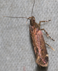 Macrobathra isoscelana