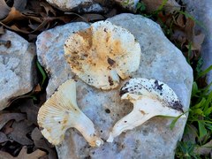 Hygrophorus subsordidus