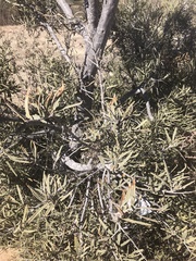 Forchhammeria watsonii