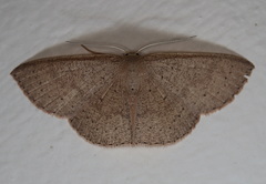 Cyclophora obstataria