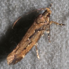 Macrobathra nephelomorpha