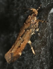 Macrobathra nephelomorpha