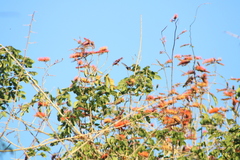 Cynanthus doubledayi